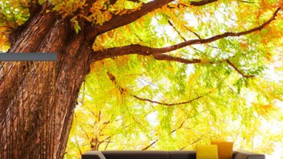 숲속 향기 가득! 편백나무 벽지 솔직 후기 & 꿀팁 🌿 (할인 정보도!)